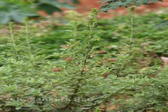Crotalaria paniculata var. paniculata